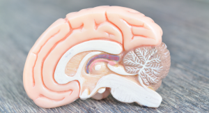Read more about the article BRAIN GRAPES & BIG TOES